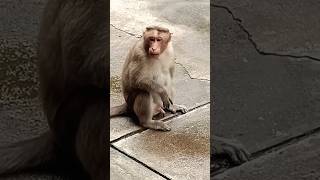 yaarda andha paiyan short shorts youtubeshorts monkey mottochottu funny [upl. by Donelle]