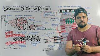 Structure of Skeletal Muscle Detailed lecture on Skeletal Muscle [upl. by Novek]