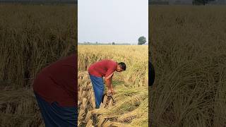 😢Kisan watsapp status videos 😢 [upl. by Jabe]