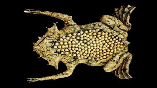 10 Weirdest Frogs In The World [upl. by Aurthur683]