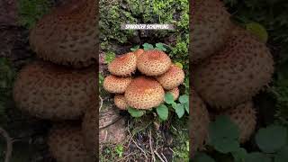 Pholiota squarrosa ☠️ [upl. by Mandy419]