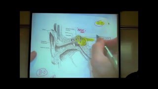 THE EAR the Anatomy amp Physiology of Hearing by Professor Fink [upl. by Mcquoid294]