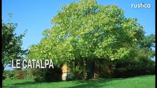 Le catalpa Catalpa bignonioides [upl. by Eelrehpotsirhc]