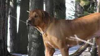 Zeke The Rhodesian Ridgeback Algonquin Park Ontario Canada [upl. by Ramel]