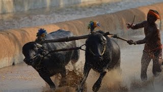 Moodubidire Koti Chennaya Kambala  buffalo race  Most viewed Kambala video [upl. by Aivatco124]