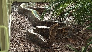 Giant 19 Foot 200 Pound Reticulated Python at Naples Zoo [upl. by Chrissie21]