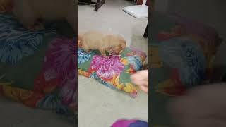 Ada ennada panra 😳😇😇😇thalakanila poyita shortfeed doglover cutecatandpuppyworld funny viral [upl. by Delacourt336]