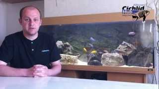 Starter Mbuna List for the Beginner  African Cichlids  Mbuna [upl. by Ainna]