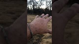 American Lowline Cattle Unrolling Hay Makes for good Seeding and Fertilizer Spreading [upl. by Ahsikat]