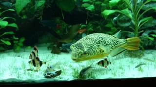 Pufferfish Giant Tetraodon MBU vs Mussel [upl. by Damali]