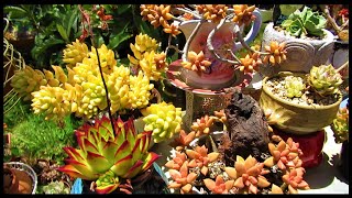 How much SUN can SUCCULENTS Take  GSwLizK [upl. by Lochner933]