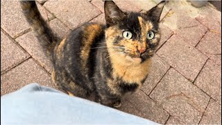 🐱 The cat was circling around me leaving its scent on my legsfunnycats shorts catvideos [upl. by Neesay]