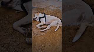 sherry 😂 labrador dog funny tranding shortvideo viralvideo [upl. by Kissiah]