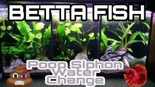 How to water change and siphon poop betta fish tank  JAKE TARROBAGO [upl. by Jolene]