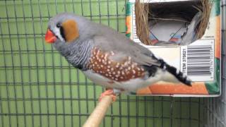 Zebra Finches going to nest [upl. by Ydnam260]