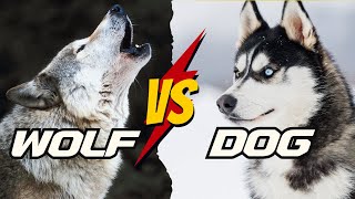 WOLF VS DOG  5 Surprising Differences You Never Knew [upl. by Orozco361]