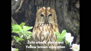 ŠUMSKA SOVA – TAWNY OWL Strix aluco Linnaeus 1758 [upl. by Einnal961]