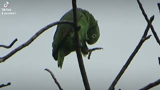 The yellowheaded parrot enjoys the cold or dull day [upl. by Ecirtnahs906]