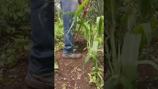 LABORES DEL MAIZ NATIVO para su mejor cultivo terregal plantas [upl. by Eila]