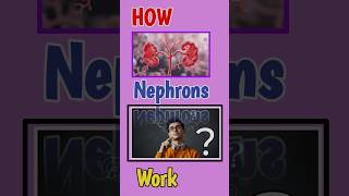 How Nephrons work  nephrons pharma pharmacy kidney [upl. by Cumine]