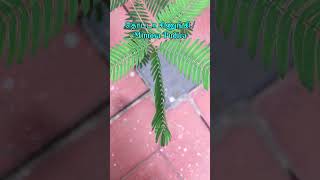 தொட்டால் சிணுங்கிய இப்படி பண்ணலாமா  Mimosa Pudica  Shorts 02  shorts plants nature [upl. by Eelyah]