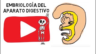 ✅ Embriología del Aparato Digestivo video con audio mejorado en descripción del video [upl. by Riancho225]