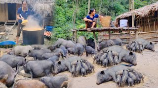 Raising hundreds of pigs making wine taking care of black pigs [upl. by Emmerie59]