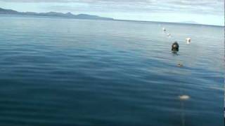 Melshell Oysters Harvesting from Great Oyster Bay Tasmania [upl. by Nuoras]