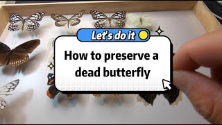 How to preserve a dead butterfly？ [upl. by Charmine]