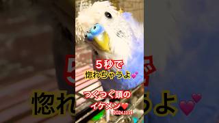 ドレッドヘアのインコセキセイインコ インコ [upl. by Annid903]