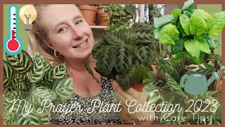 My Prayer Plant Collection 2023 with Care tips [upl. by Orford531]