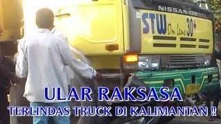 RATUSAN ANAK quotULAR RAKSASA TERBESAR DI DUNIAquot TERLINDAS TRUCK DI KALIMANTAN [upl. by Sibie225]