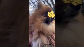 josiane spitzdog pomeranian spitzlover cute pets funnyvideo pomeranianpuppy mdr maya [upl. by Penrose680]