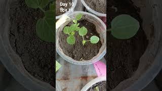 HOW TO GROW HOLLYHOCKS FLOWER PLANT FROM SEEDS gardening farming flower plant hollyhocks [upl. by Eglantine338]