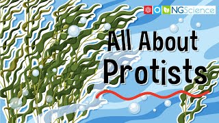 All About Protists [upl. by Eciryt]