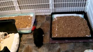 New Puppy Litter Box Training Part 4 [upl. by Norrahs]