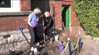 Planting Perovskia atriplicifolia Russian Sage [upl. by Ralip]