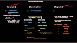 Lipids Part 9 of 11  Membrane Lipids  Sphingolipids [upl. by Humberto]