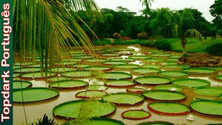 10 Plantas Aquáticas da Amazônia [upl. by Geller939]