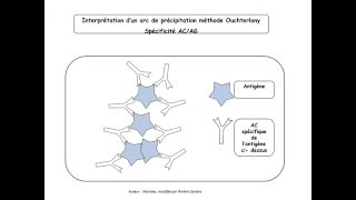 Immunité adaptative vidéo1 AC et LB partie1 TS [upl. by Docilu]