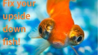 Fix an upside down goldfish Swim bladder [upl. by Aitropal]