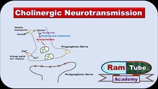 Cholinergic Neurotransmission made easy with animation Pharmacology [upl. by Camile]