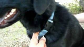 Another Dog With Ringworm A Fugal Skin Infection Cure [upl. by Quince]