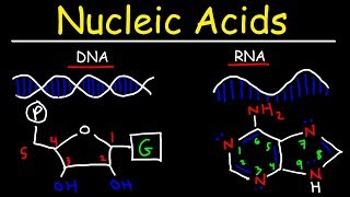 Nucleic Acids  RNA and DNA Structure  Biochemistry [upl. by Aufa]