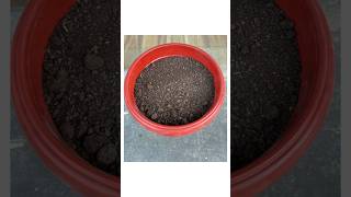 Organic Potting Soil Mix  Order on Amazon [upl. by Hiamerej]