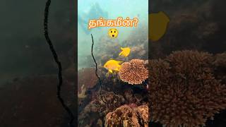 🐠🐠 GOLDEN DAMSELFISH Pilot Reef 4 tamil fish aquarium aquariumfish fishtank freetofly shorts [upl. by Reyotal]