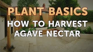 How to Harvest Agave Nectar [upl. by Anyrb731]