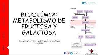 BIOQUÍMICA METABOLISMO DE LA FRUCTOSA Y GALACTOSA VÍA amp DEFICIENCIAS ENZIMÁTICAS [upl. by Yrhcaz]