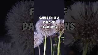 Cause Im in a field of dandelions wishing on every one that youd be mine dandelions lyrics [upl. by Amalberga860]