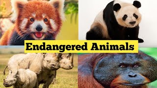 10 Most Endangered Species in 2024  Endangered species  Top 10 Endangered animals  Explore Jewels [upl. by Ajnek]